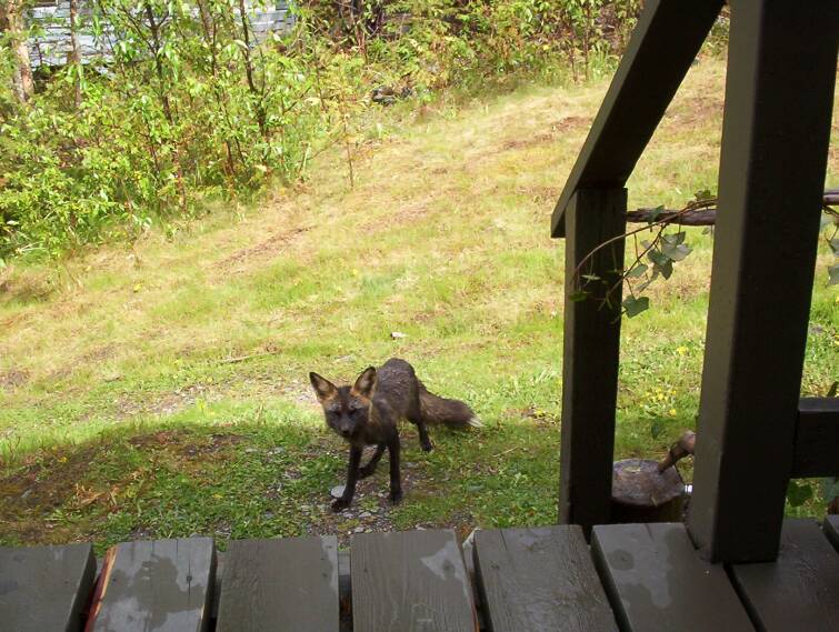 Mahood Lake, The local fox