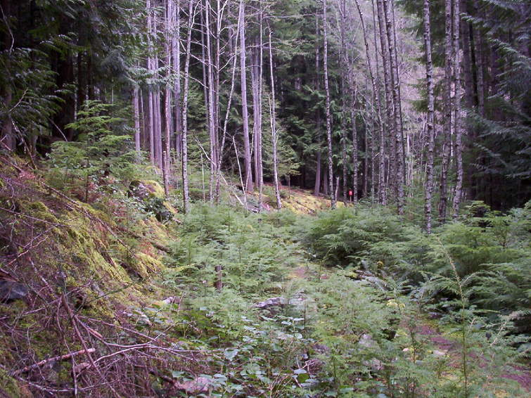 The Disc Golf course: a nice fairway