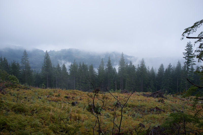 Clearcut and view over Lewis Lake