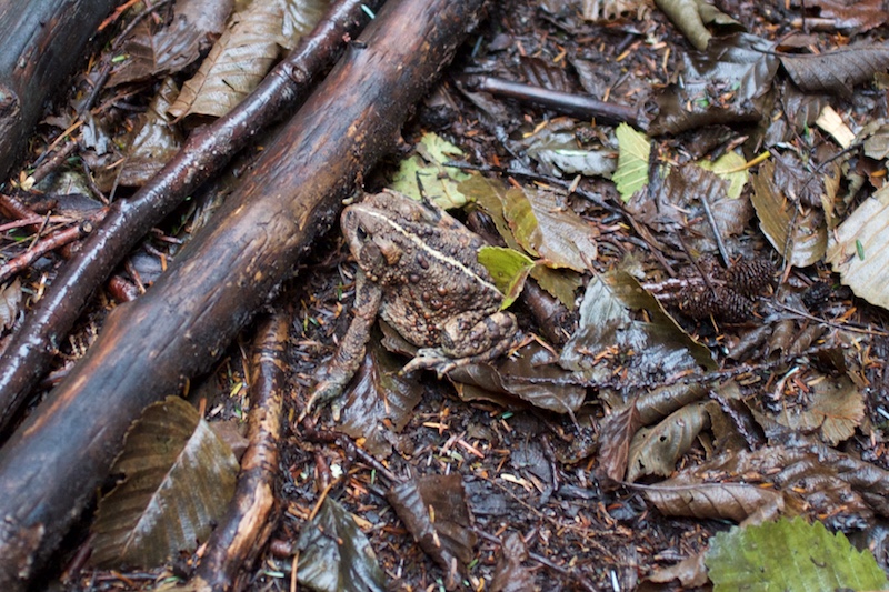 toad.