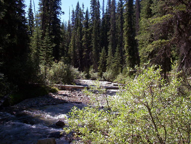A creek along the trail